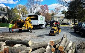 Best Emergency Tree Removal  in USA